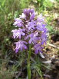 Anacamptis pyramidalis