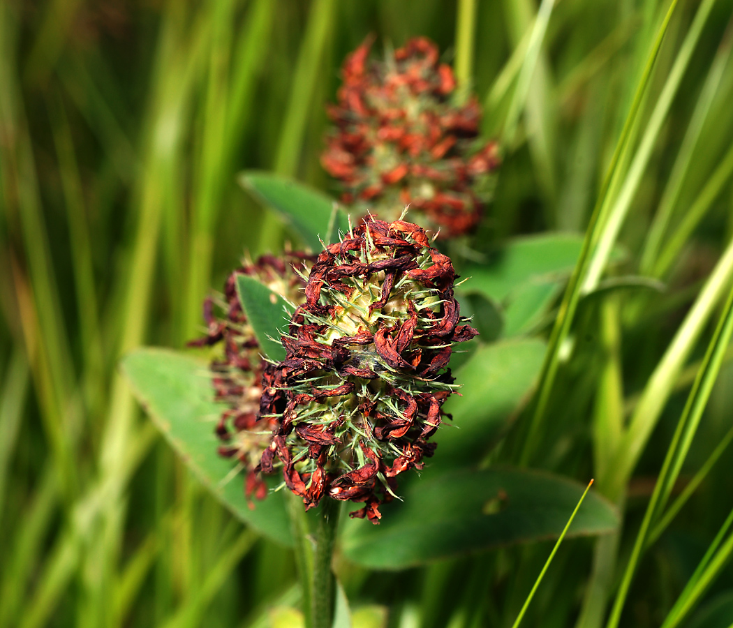 Изображение особи Trifolium pratense.