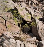 Ferula samarkandica