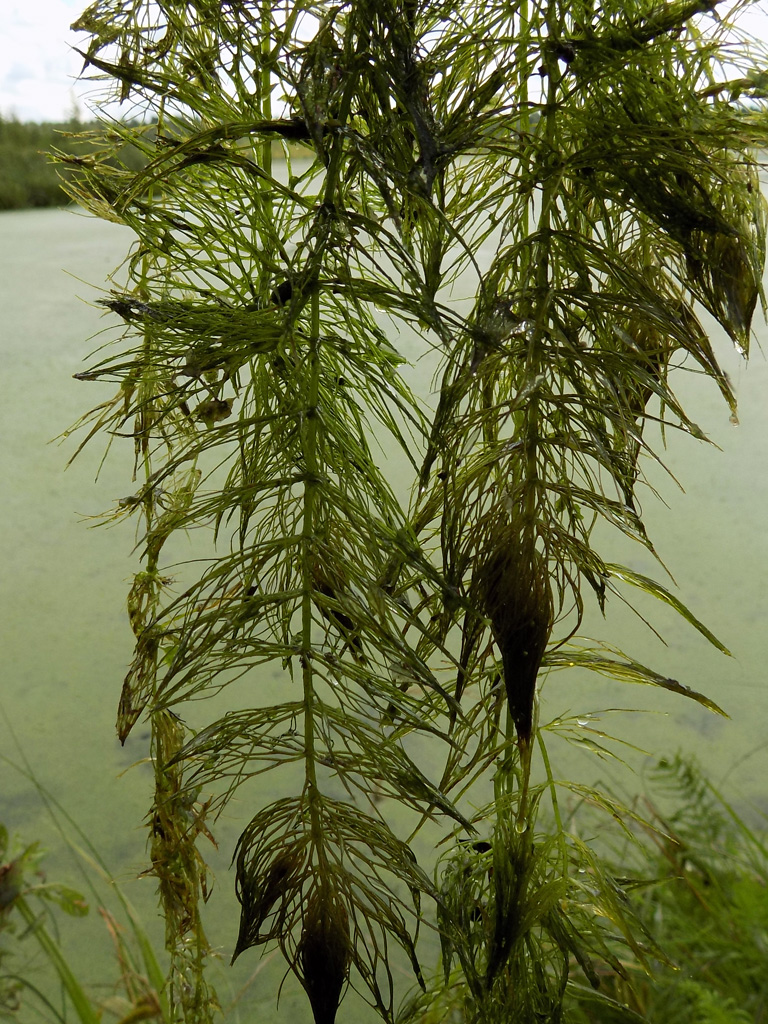 Изображение особи Ceratophyllum submersum.