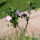 Rosa acicularis