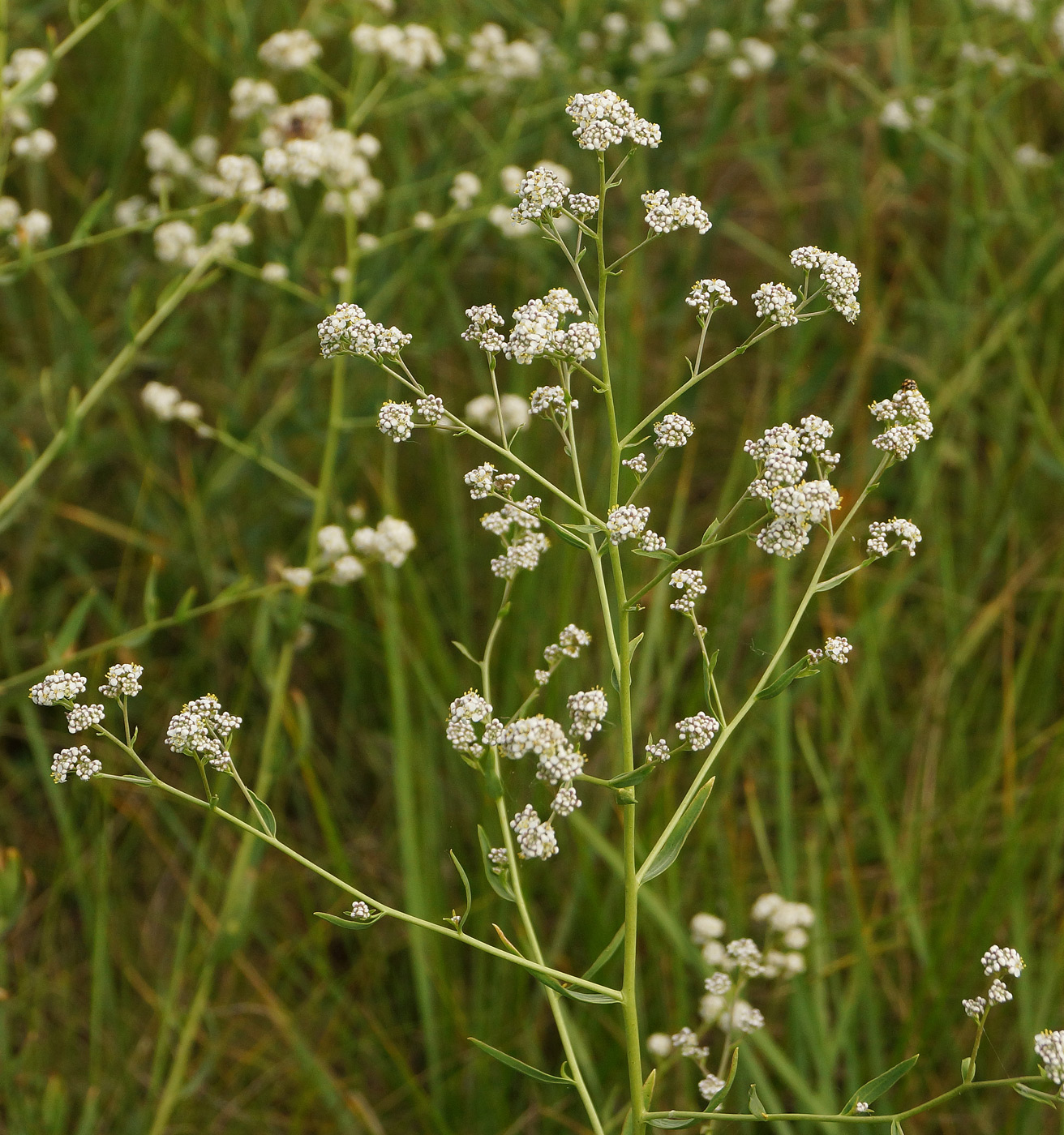 Изображение особи Lepidium latifolium.