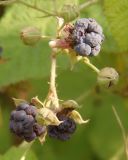 Rubus caesius