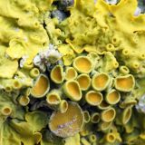 Xanthoria parietina. Апотеции. Ростовская обл., Неклиновский р-н, Новобессергеневское с/п, у дороги на стволе дерева. 06.02.2013.