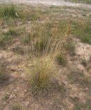 Deschampsia cespitosa