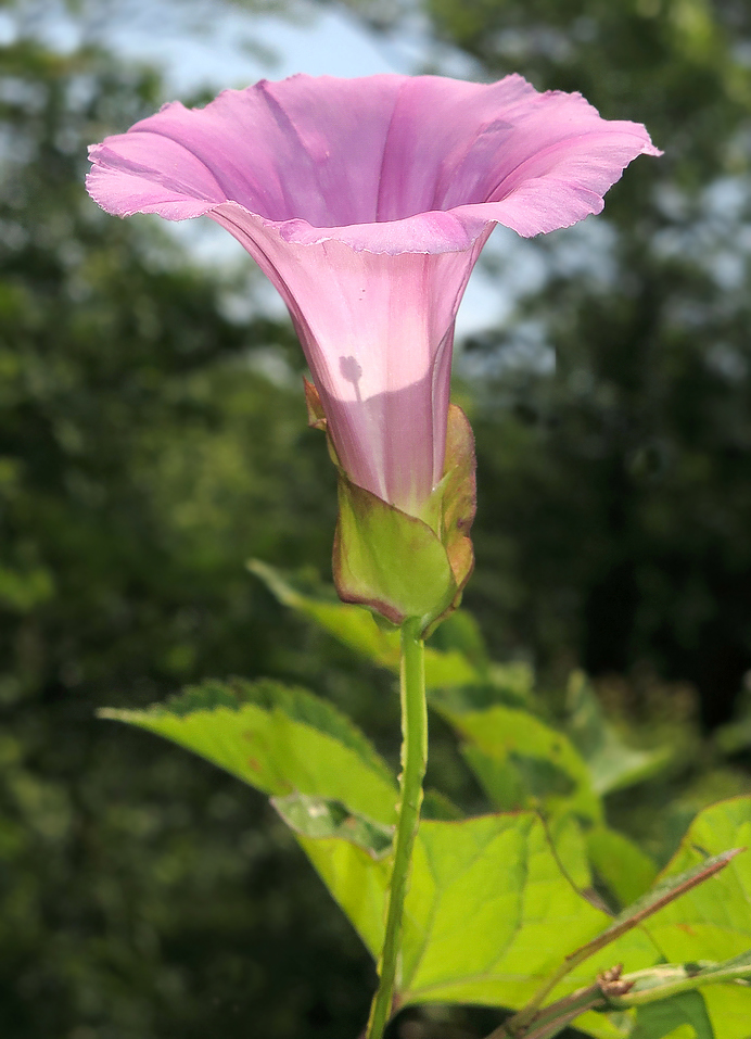 Изображение особи Calystegia inflata.