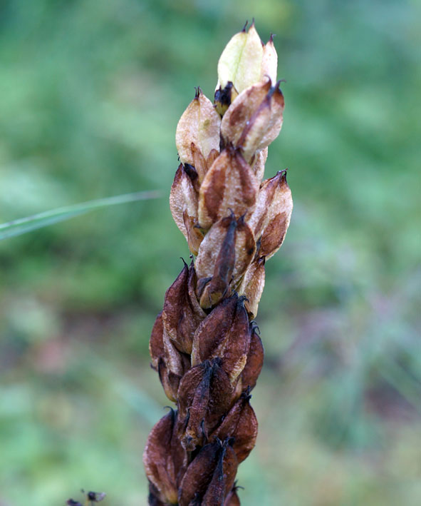 Изображение особи Veratrum oxysepalum.