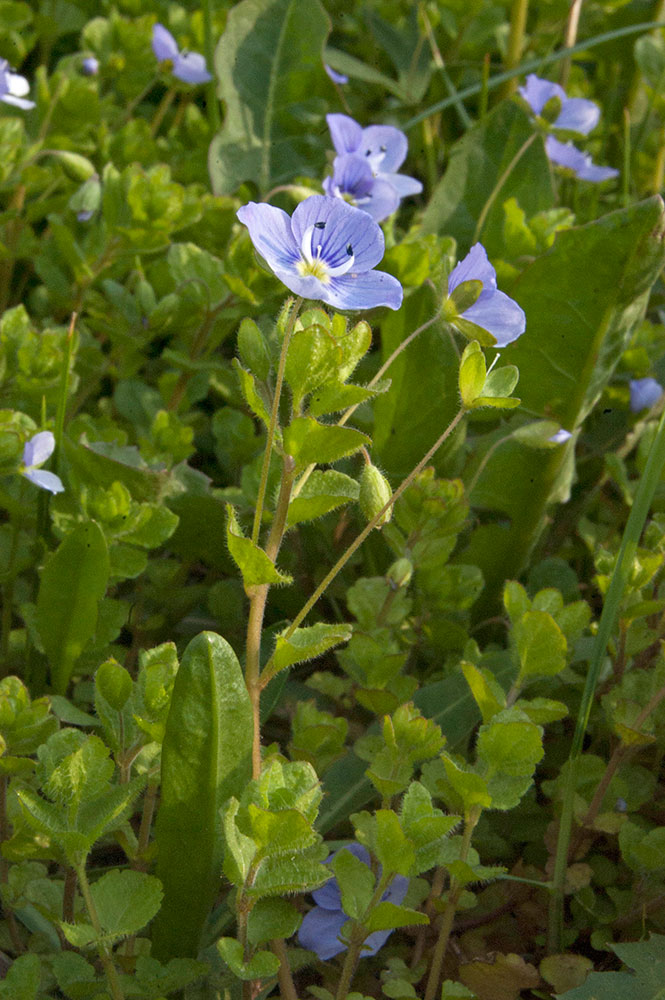 Изображение особи Veronica filiformis.