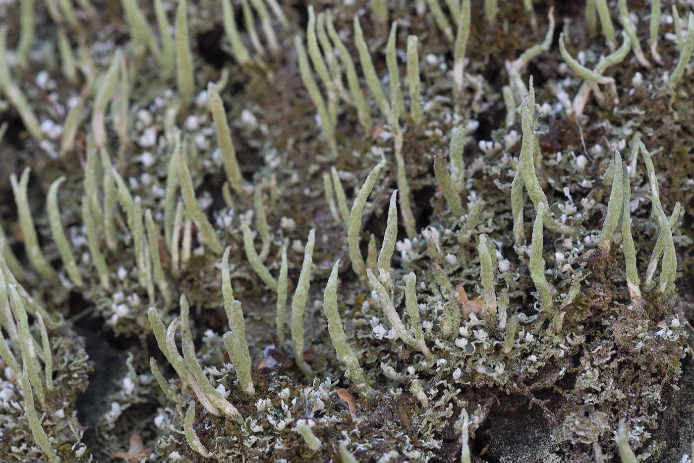 Изображение особи Cladonia coniocraea.