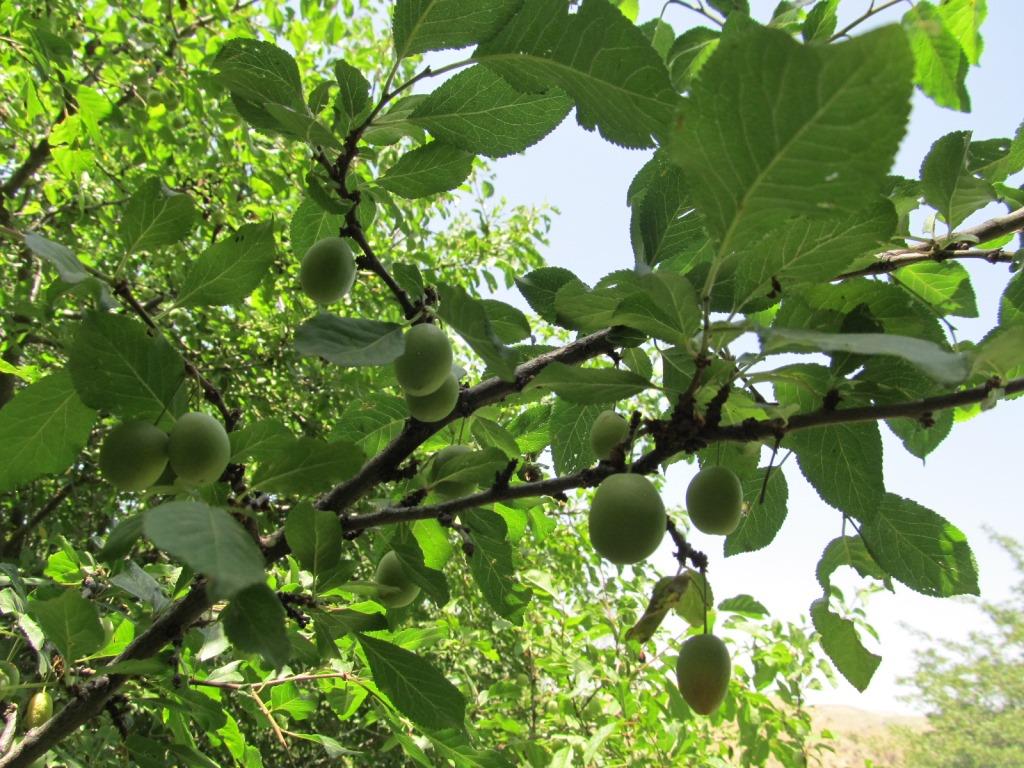 Изображение особи Prunus cerasifera.