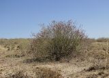 Limonium leptophyllum. Растение в цвету в составе пустынной полынно-биюргуновой группировки. Казахстан, Жамбылская (Джамбульская) обл., Мойынкумский р-н, между пос. Мирный и Шыганак; Балхаш-Алакольская котловина, юго-западный сектор Прибалхашья, в 10 км к югу от оз. Алаколь; автоморфный полидоминантный галоксерофильнокустарничково-многолетнесолянковый солончак в выположенном лессово-гравийном прогибе гаммады. 14 августа 2017 г.