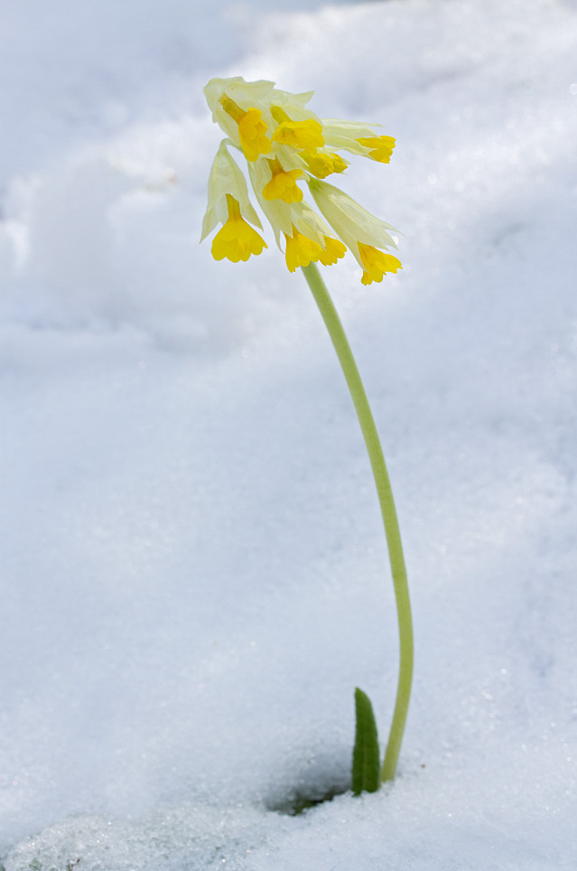 Изображение особи Primula macrocalyx.