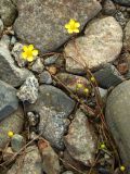 Ranunculus reptans. Побеги с цветками и бутонами среди камней. Магаданская обл., Ольский р-н, окр. пос. Армань, оз. Соленое. 16.07.2017.