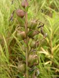 Lobelia sessilifolia