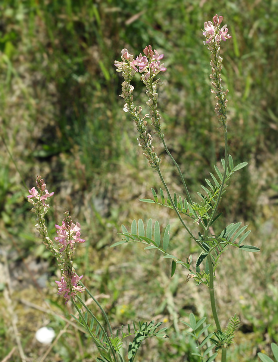 Изображение особи Onobrychis viciifolia.