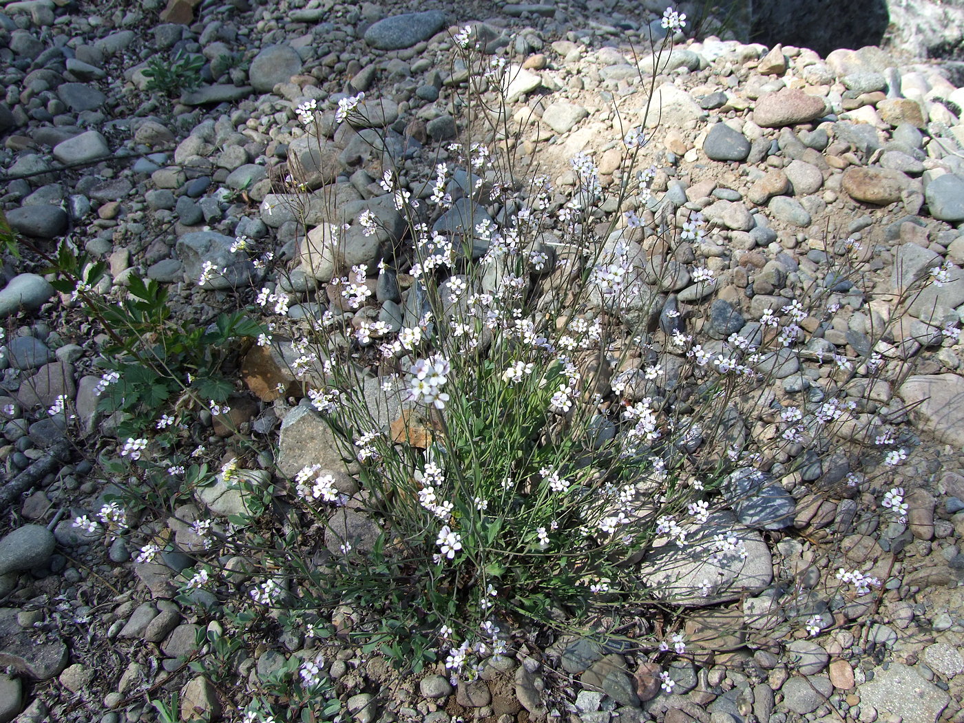 Image of Arabidopsis lyrata specimen.
