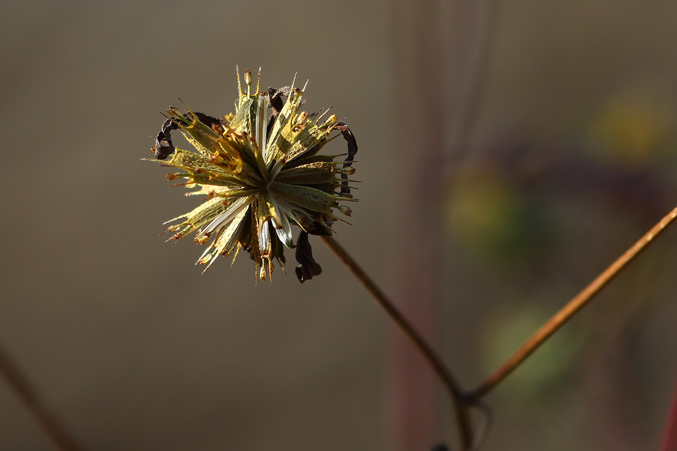 Изображение особи Bidens frondosa.