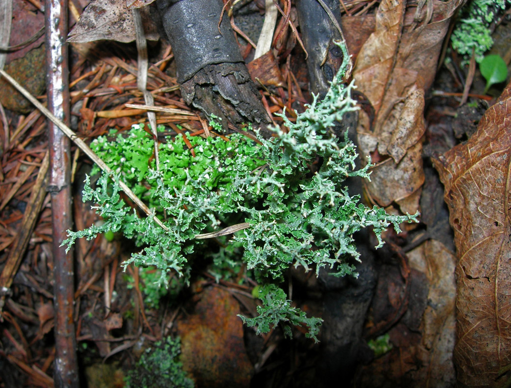 Изображение особи Cladonia phyllophora.