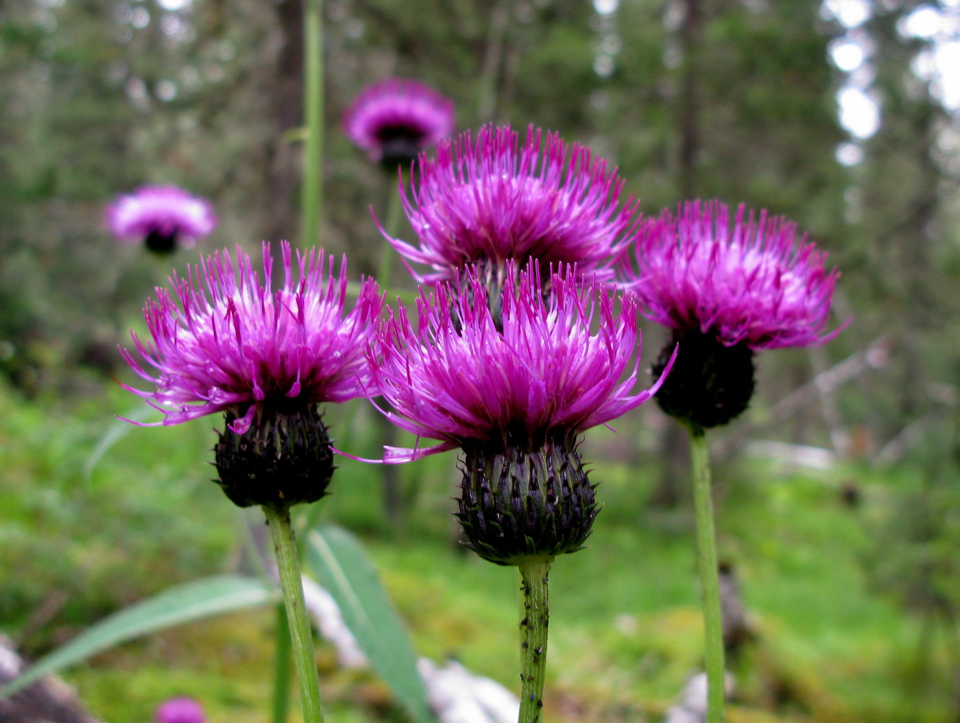 Изображение особи Cirsium helenioides.