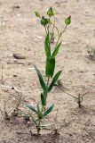 Vaccaria hispanica. Расцветающее растение. Узбекистан, Бухарская обл., экоцентр \"Джейран\". 22.04.2019.