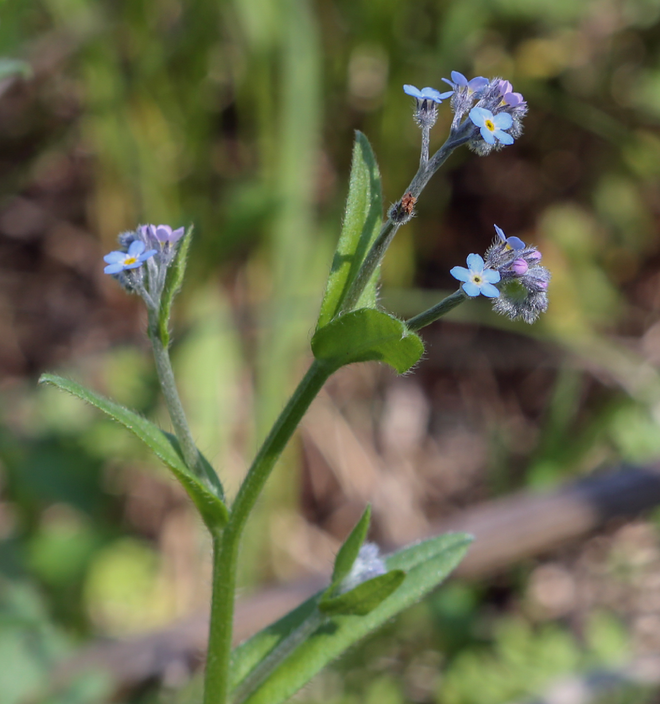 Изображение особи Myosotis arvensis.