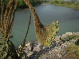 Verbascum thapsus