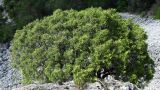 Juniperus phoenicea. Растение на скалах. Франция, деп. Альп-де-От-Провенс, у каньона Вердон. 03.09.2019.