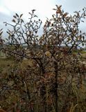 Pyrus elaeagrifolia. Вегетирующее растение. Крым, Севастополь, Балаклавский р-н, окр. Инкерманского карьера, степь. 27.09.2019.