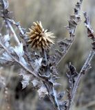 Echinops albicaulis