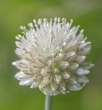 Allium flavidum