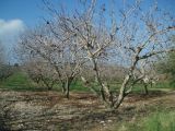 Pistacia vera. Взрослые деревья. Греция, Халкидики, п-ов Кассандра, в культуре.