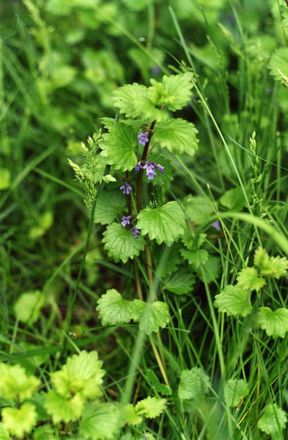 Изображение особи Glechoma hederacea.