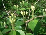 Lonicera chrysantha