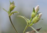 Convolvulus cantabrica