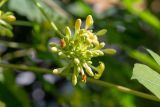 Carica papaya