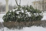 Pinus uncinata. Взрослое растение в сообществе с Cotoneaster lucidus. Москва, ВДНХ, в культуре. 05.01.2022.