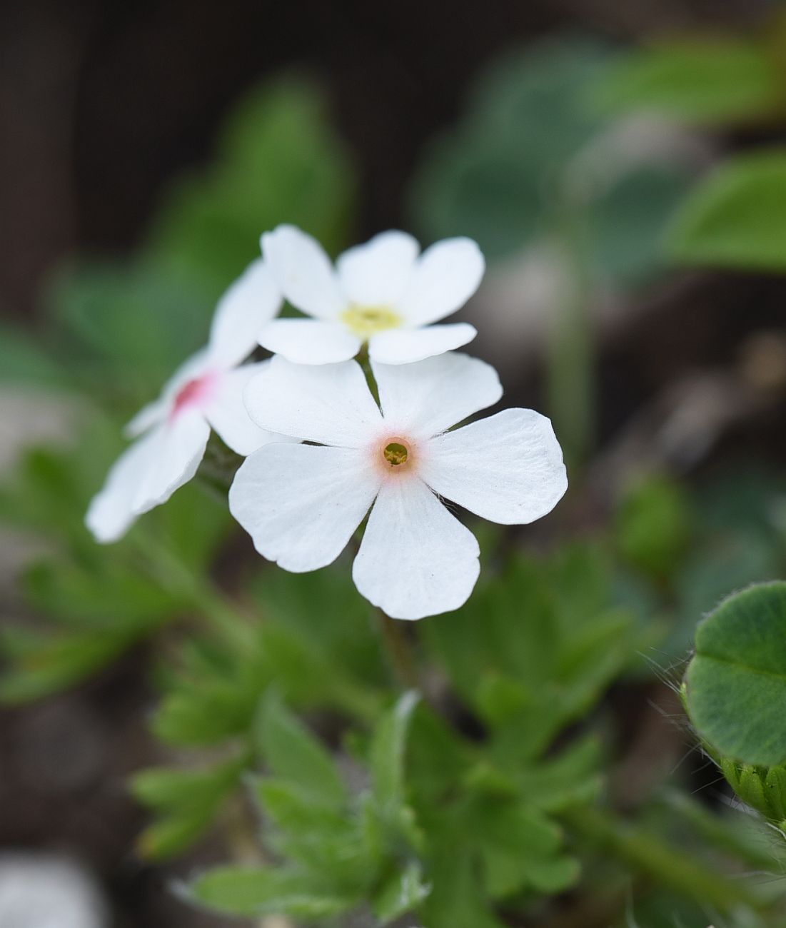 Изображение особи Androsace barbulata.