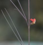 Lathyrus sphaericus