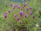 Melampyrum arvense