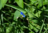 Commelina communis. Верхушка побега с цветком и подлетевшим перепончатокрылым насекомым. Северная Осетия, г. Владикавказ, у дороги. 23.07.2022.