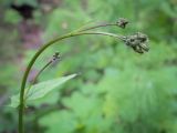 Crepis paludosa. Верхушка растения с развивающимся соцветием и сидящим пауком. Пермский край, Кунгурский р-н, правый берег р. Сылва, ур. Камень Ермак, берёзово-сосновый лес, опушка. 11.06.2023.