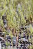 Polypogon monspeliensis