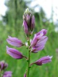 Polygala wolfgangiana