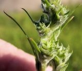 Corispermum elongatum