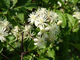 Clematis vitalba