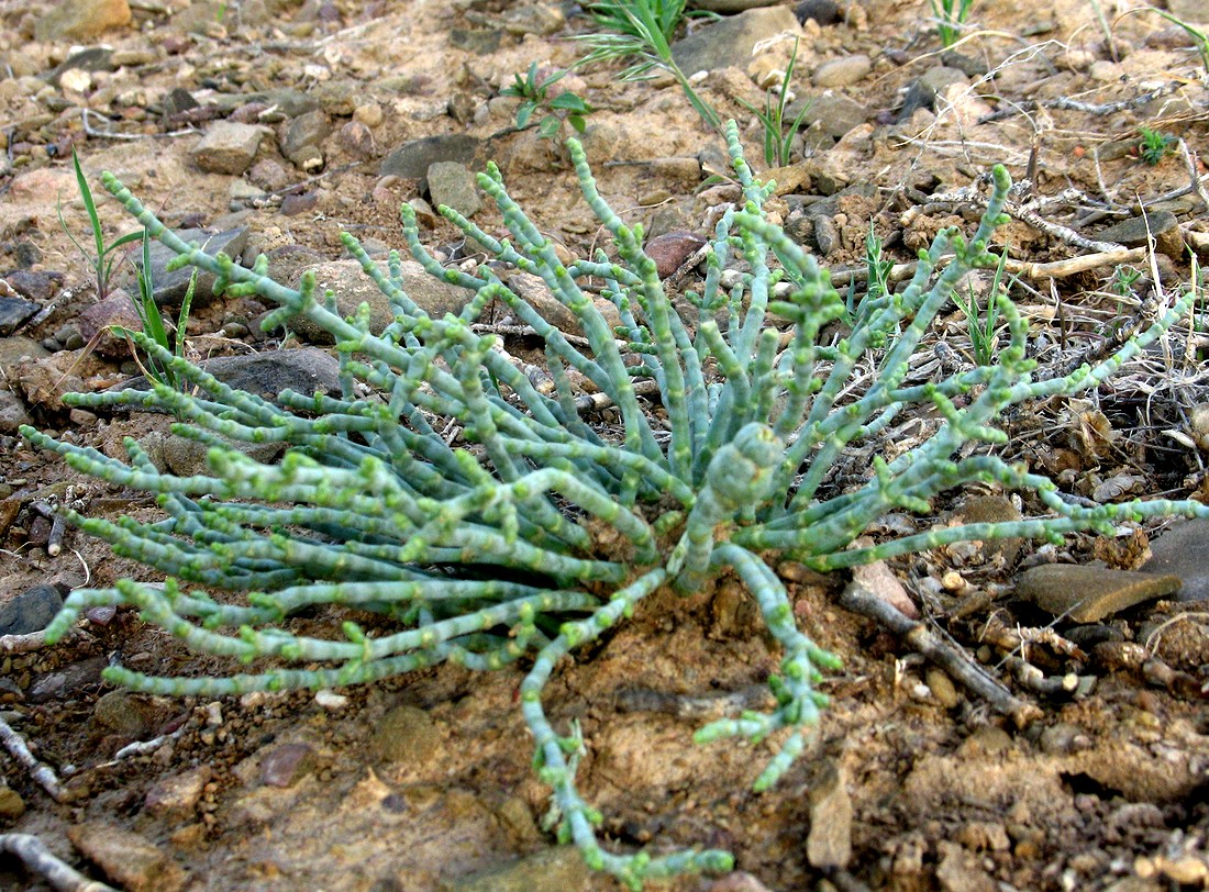 Image of Anabasis truncata specimen.