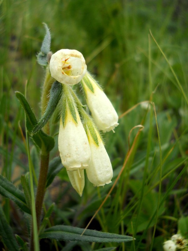 Изображение особи Onosma simplicissima.