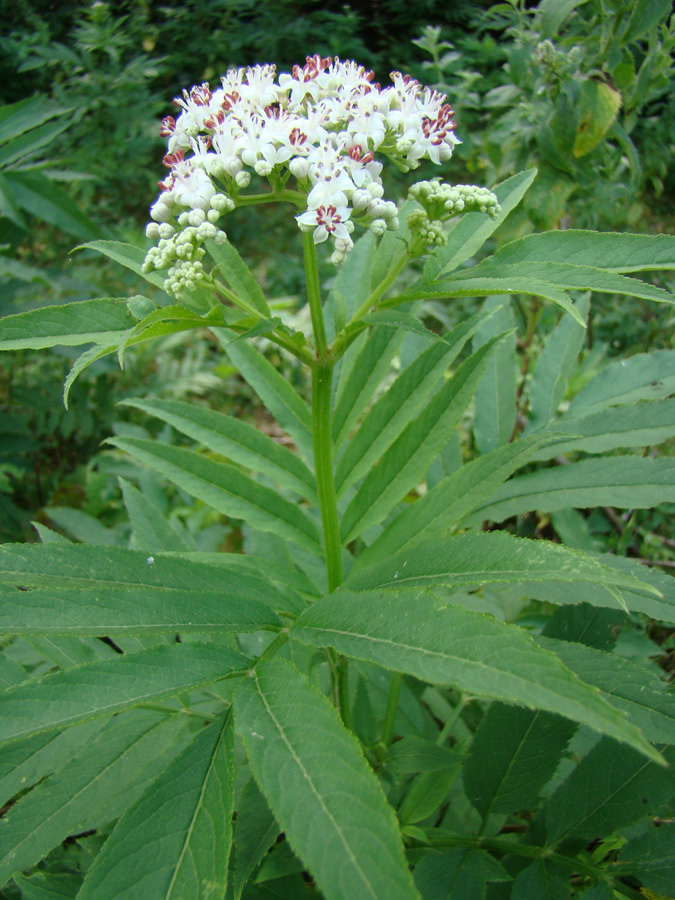 Изображение особи Sambucus ebulus.