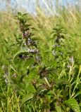 Mentha arvensis