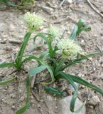 Allium israeliticum. Цветущие растения. Израиль, Северный Негев, лес Лаав. 28.02.2013.